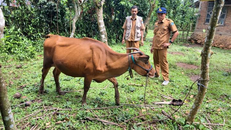 Sapi Wagyu Pertama Lahir di Bulukumba, Puluhan Wagyu Lainnya Segera Lahir