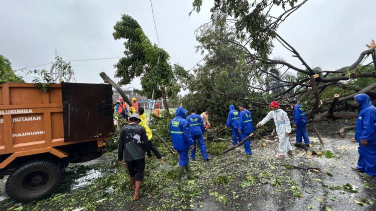 Pohon Tumbang Akibat Hujan Deras dan Angin Kencang, BPBD dan Tagana Bergerak Cepat Lakukan Evakuasi