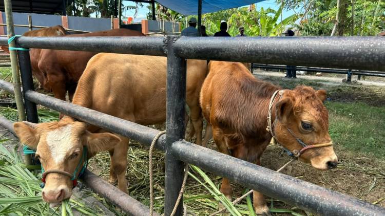 Brutus Juara Kontes Sapi Hasil IB, Bupati Andi Utta: Tahun Depan Kita Bikin Skala Lebih Besar