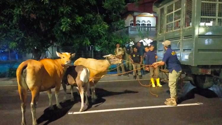 Empat Sapi Terjaring Razia, Satpol PP Minta Pemiliknya Ambil dan Bayar Denda