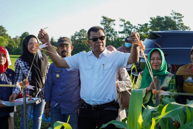 Tingkatkan Produk Sayuran, Bupati Andi Utta Launching Si Petarung Emas