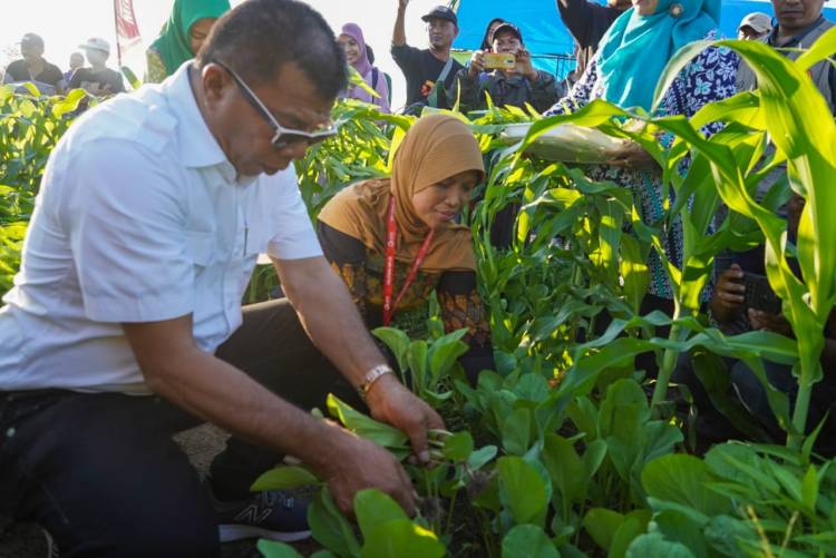 Tingkatkan Produk Sayuran, Bupati Andi Utta Launching Si Petarung Emas