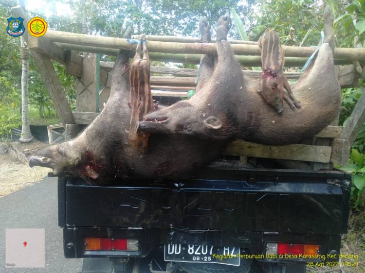 Sebanyak 54 Babi di Karassing Berhasil Dimusnahkan