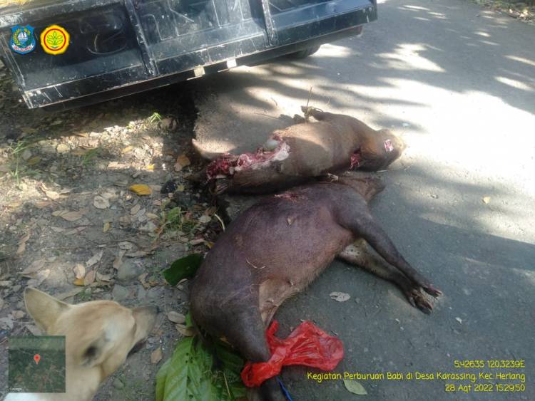 Sebanyak 54 Babi di Karassing Berhasil Dimusnahkan