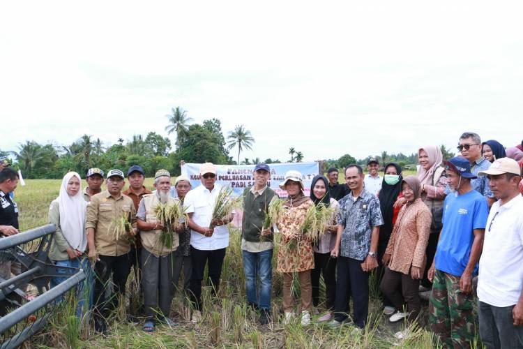 Awali Tahun 2025, Bupati Andi Utta, Panen Padi Salibu di Desa Bontoraja