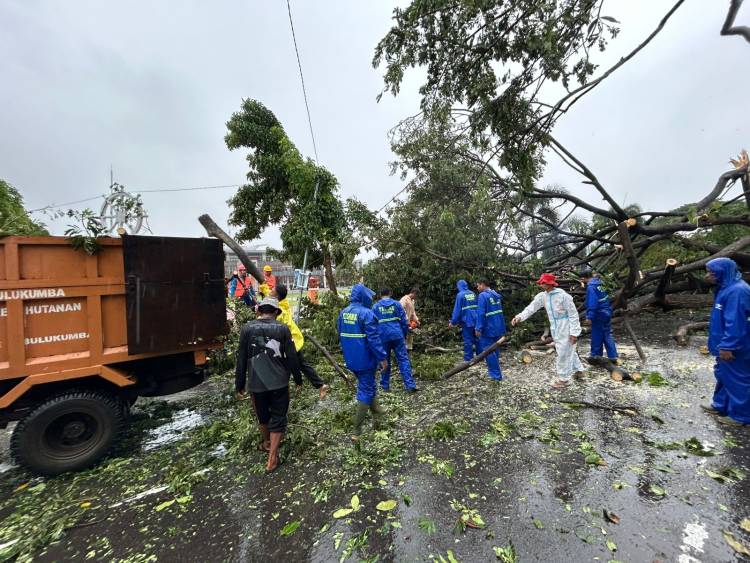 Pohon Tumbang Akibat Hujan Deras dan Angin Kencang, BPBD dan Tagana Bergerak Cepat Lakukan Evakuasi