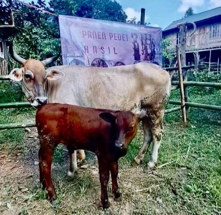 Panen Pedet di Kampung Sapi, Bukti Inovasi Peternak Bulukumba