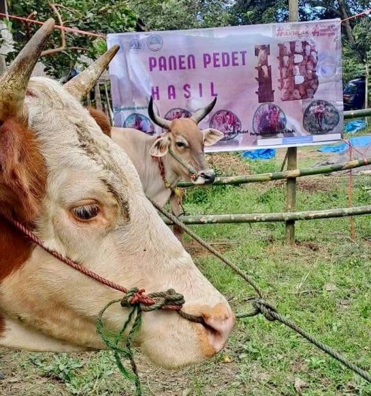 Panen Pedet di Kampung Sapi, Bukti Inovasi Peternak Bulukumba