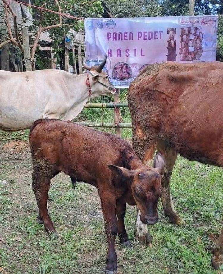Panen Pedet di Kampung Sapi, Bukti Inovasi Peternak Bulukumba