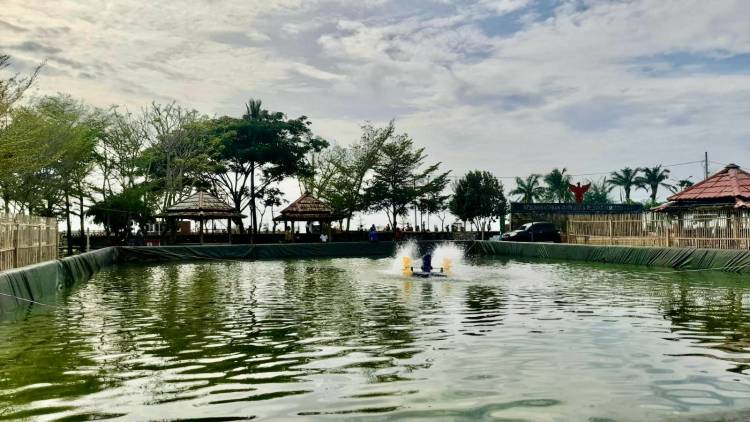 Budidaya Nila Hadir di Kolam Pantai Merpati