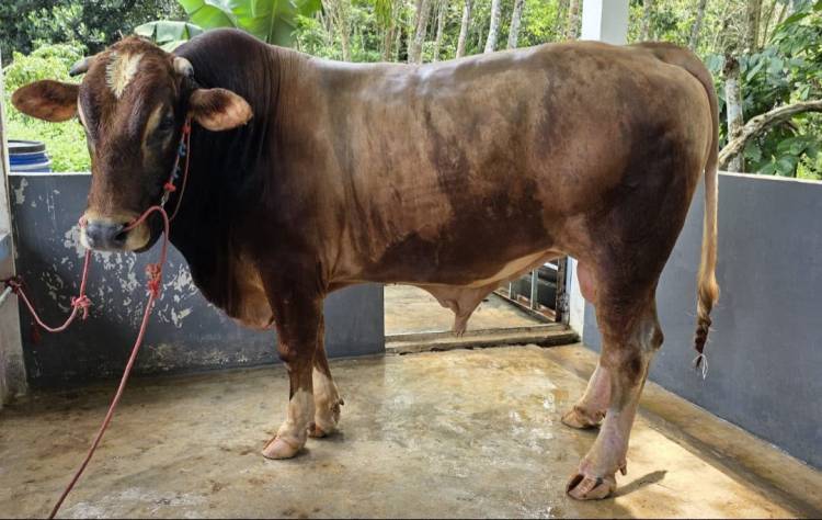 Bulukumba Berkurban 1.936 Ekor, Satu Ekor Sapi Bantuan Presiden RI