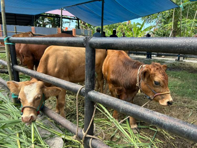 Brutus Juara Kontes Sapi Hasil IB, Bupati Andi Utta: Tahun Depan Kita Bikin Skala Lebih Besar