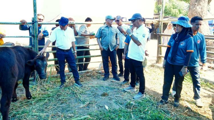 Brutus Juara Kontes Sapi Hasil IB, Bupati Andi Utta: Tahun Depan Kita Bikin Skala Lebih Besar