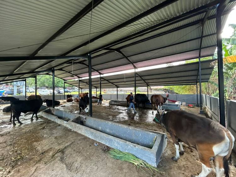 Brutus Juara Kontes Sapi Hasil IB, Bupati Andi Utta: Tahun Depan Kita Bikin Skala Lebih Besar