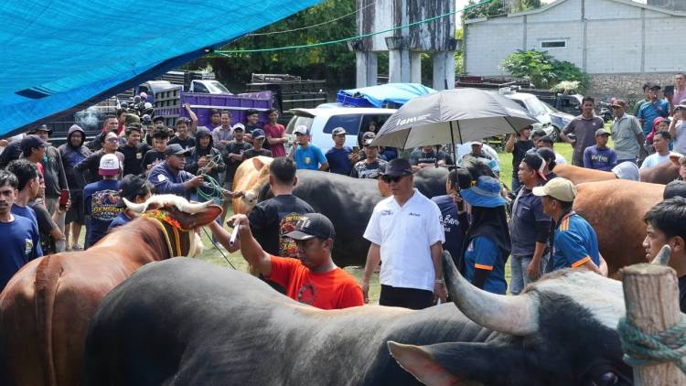 Brutus Juara Kontes Sapi Hasil IB, Bupati Andi Utta: Tahun Depan Kita Bikin Skala Lebih Besar