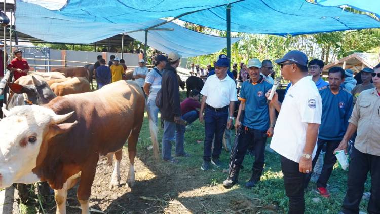 Brutus Juara Kontes Sapi Hasil IB, Bupati Andi Utta: Tahun Depan Kita Bikin Skala Lebih Besar