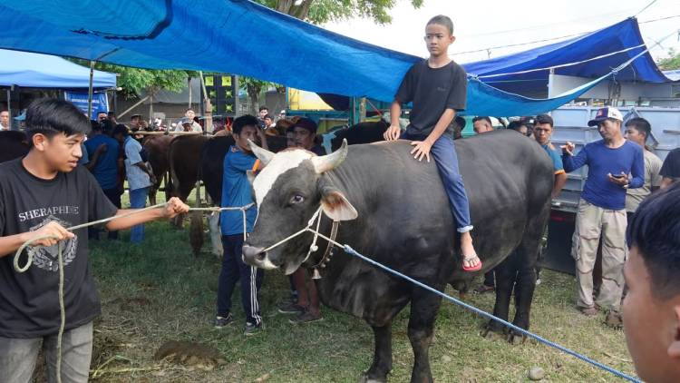 Brutus Juara Kontes Sapi Hasil IB, Bupati Andi Utta: Tahun Depan Kita Bikin Skala Lebih Besar