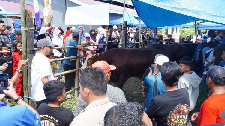 Brutus Juara Kontes Sapi Hasil IB, Bupati Andi Utta: Tahun Depan Kita Bikin Skala Lebih Besar