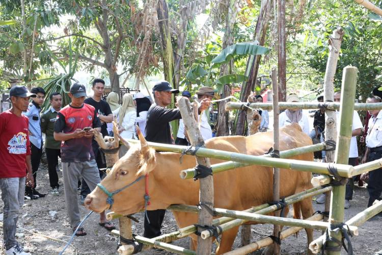 Jambore Pelayanan Publik Gantarang Hadirkan Layanan Kesehatan Hewan, Sapi hingga Kucing Dilayani