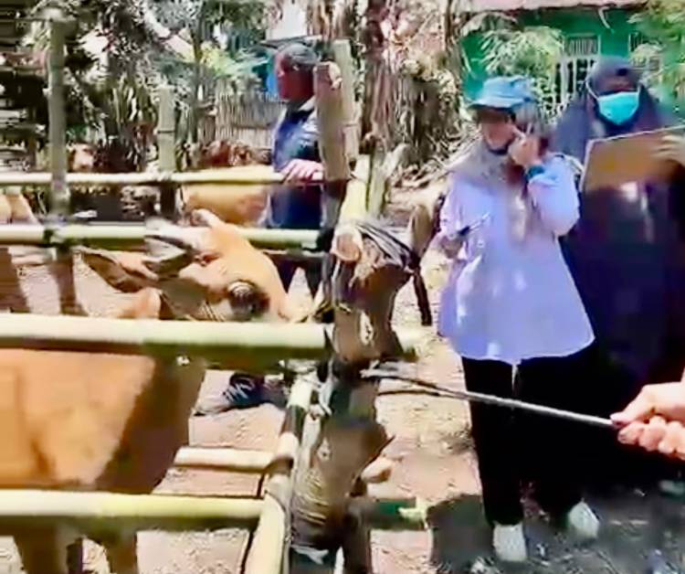 Jambore Pelayanan Publik Gantarang Hadirkan Layanan Kesehatan Hewan, Sapi hingga Kucing Dilayani
