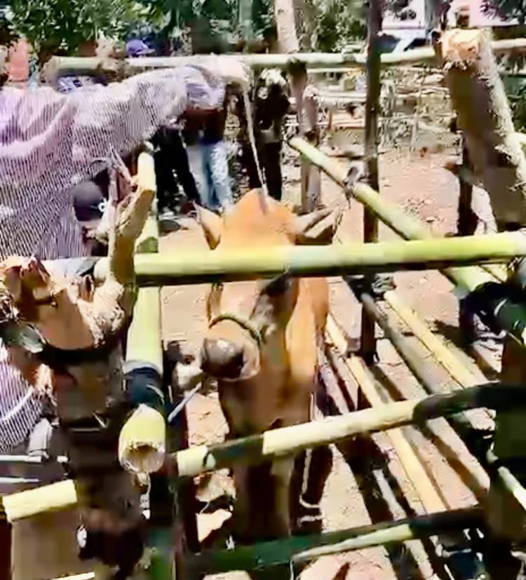Jambore Pelayanan Publik Gantarang Hadirkan Layanan Kesehatan Hewan, Sapi hingga Kucing Dilayani